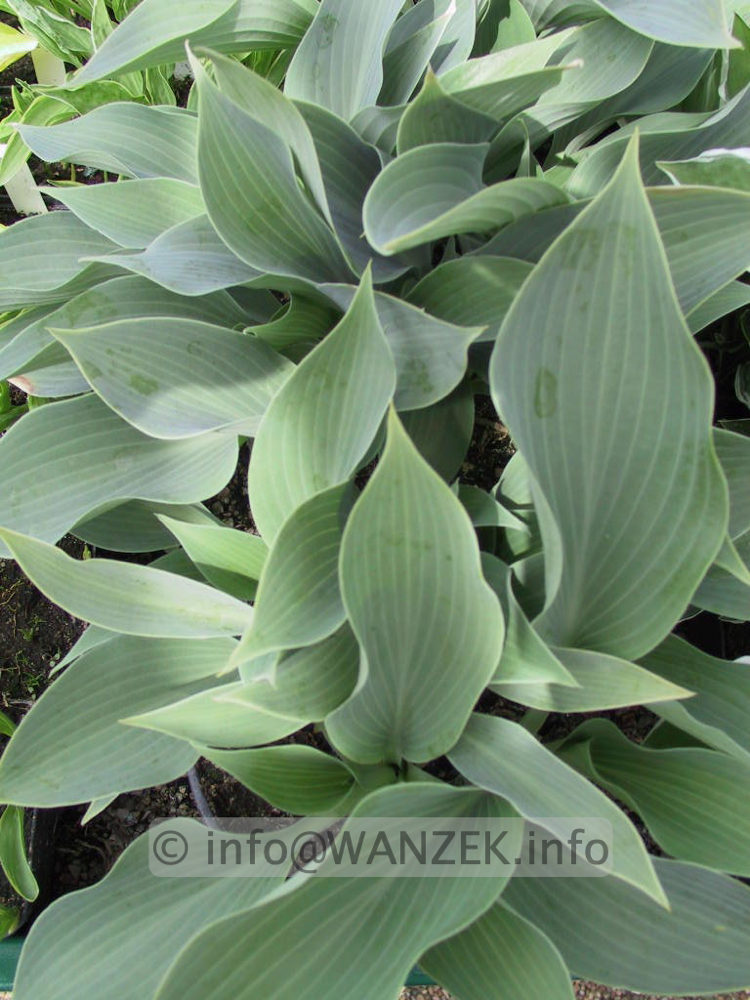 Hosta fortunei Spinners Selection 09.jpg